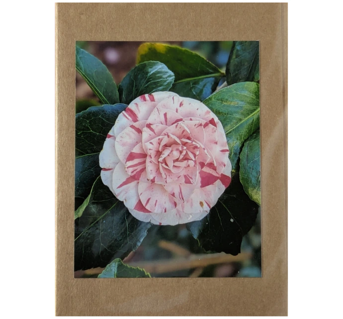 Camellia