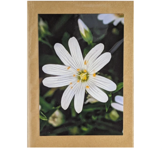 Greater Stitchwort
