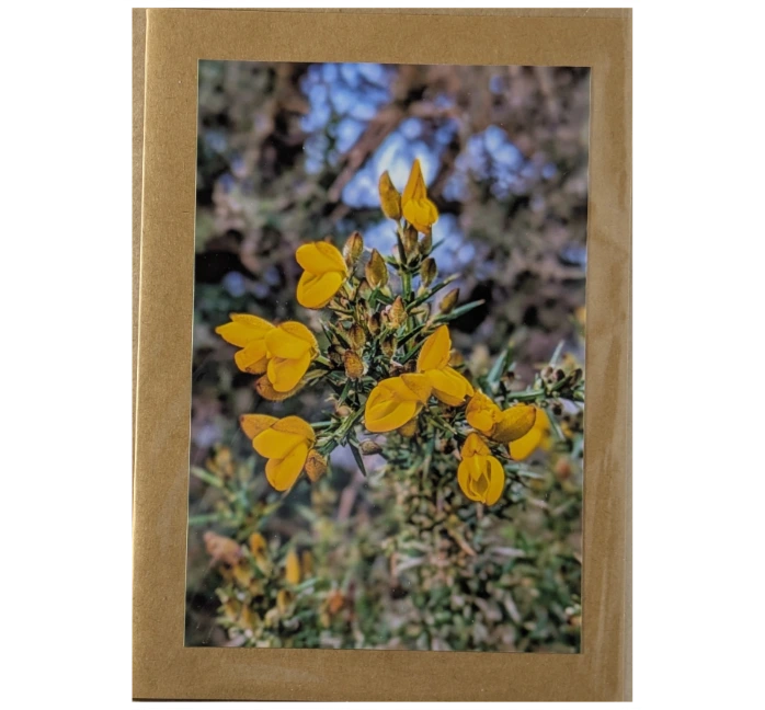 Gorse