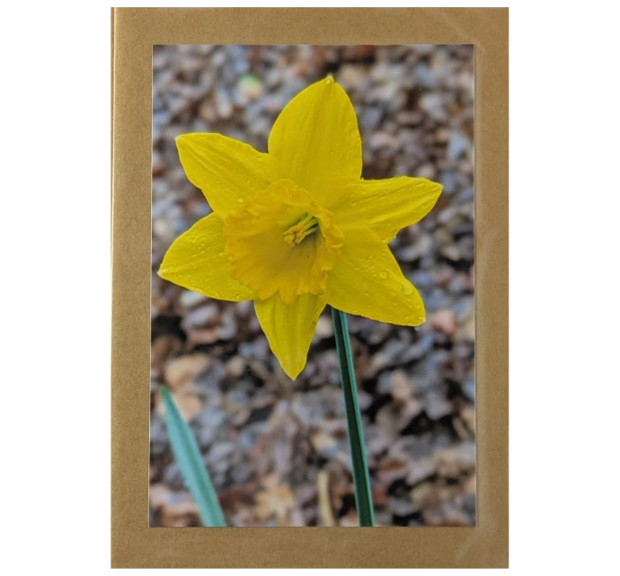 Daffodil 